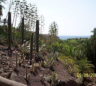 Botanischer Garten in la Lajita
