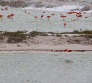 Meersalzgewinnungsstätte Las Coloradas