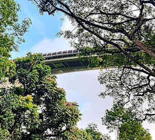 Henderson Waves Bridge