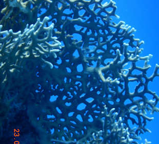 Unterwasserwelt Elphinstone