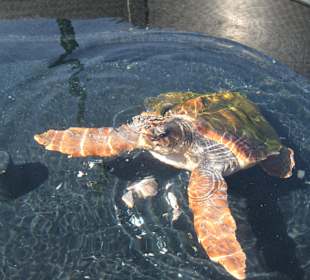 Schildkröten am Hafen