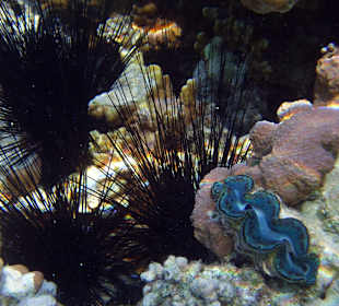 Innenriff mit Seeigel und Muschel