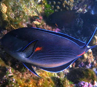 Schöne Fische beim Schnorcheln