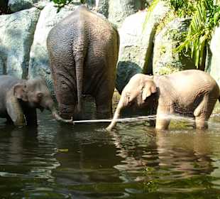 Jungle Cruise