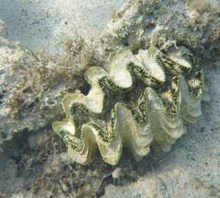 Schnorcheln Marsa Alam