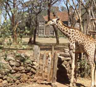 Giraffe Centre