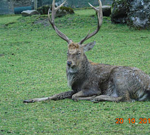 Wildpark Ferleiten