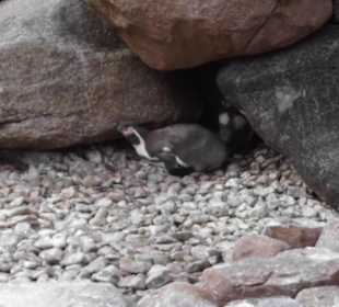 Weltvogelpark Walsrode