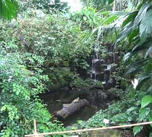 Tropicarium - Feuchte Tropen