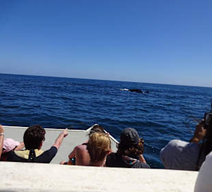 Walausflug - Wal in Sicht