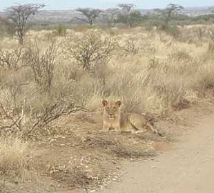 Löwen am Strassenrand