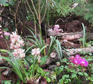Orchideenhaus
