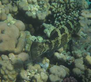 Schnorcheln beim Fort Arabesque