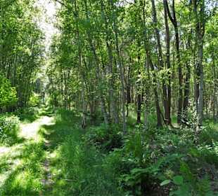 Wanderung durch das Tarmstedter Moor