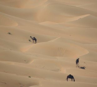Kamele in der Wüste bei Liwa
