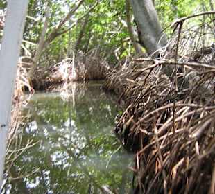 Die Mangroven mit robetours.de