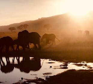 Julius Tact / JT Safaris