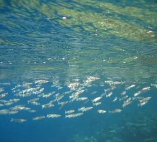 Ein Schwarm von Jungfischen