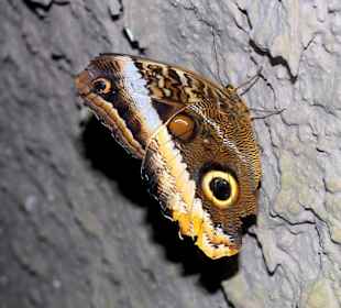 Im Schmetterlingshaus 