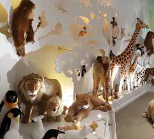 Steiff Museum