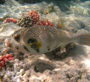 Kugelfisch am Hausriff