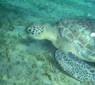Abu Dabab - Schildkröte