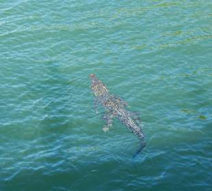 Krokodile in den Mangrovenwäldern