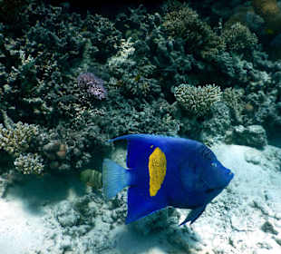 Delphinsafari mit Mo