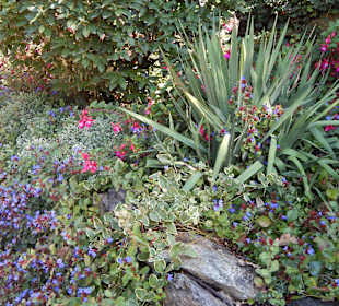 Blumen und Pflanzen auf dem Tappeinerweg