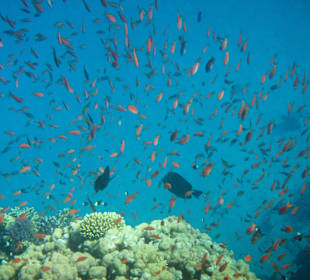 Schnorcheln beim Fort Arabesque