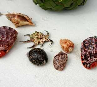 Tolle Muscheln vom Strandfischer