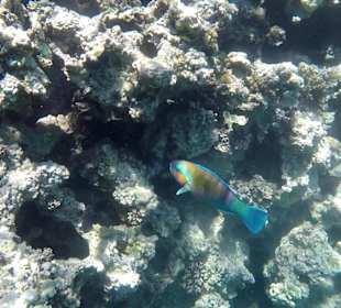 Rostnacken Papageifisch