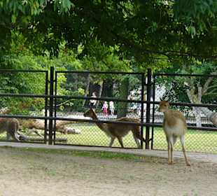 Zwierzęta w ZOO
