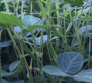 Wandern Grieselstein