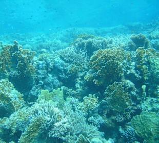 Tauchgebiet Poseidon Garden