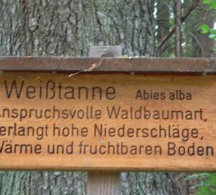 Waldlehrpfad in Tieringen