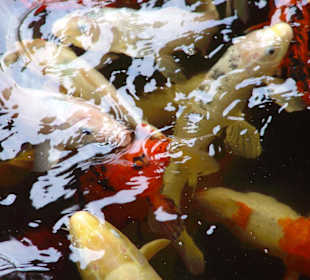 Loro Park - Fischteich