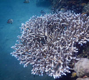 Bondalem underwater