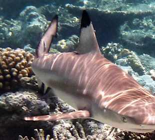 Hai-Life für Schnorchler