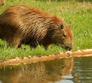 Durchfahrt Serengetipark