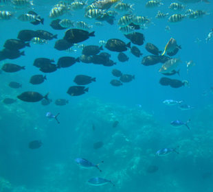 Submarine Sharm