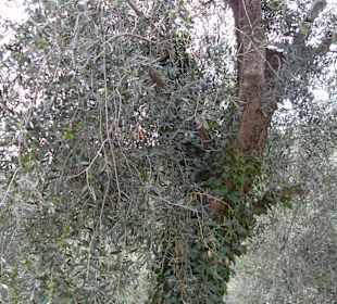 Olivenbaum