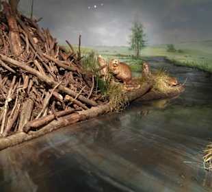 Dioramen im LWL-Museum für Naturkunde