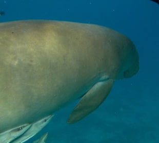Dugong Ägypten-Marsa Alam Ausflüge 