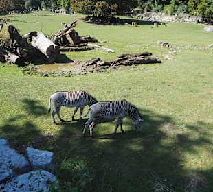 Großes Afrikagehege
