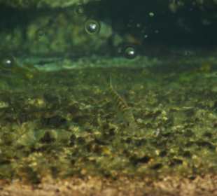 Fische im See