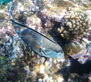 Schnorcheln Marsa Alam