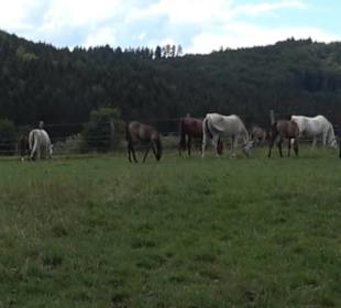 Haupt- und Landgestüt Marbach