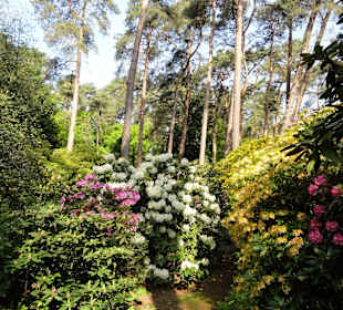 Spaziergang durch den Rhododendronpark Westerstede