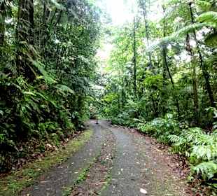 Der Weg zum See durch den Urwald
